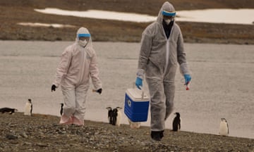 Two researchers wearing white protective suits, one carrying a blue box, walk across stony ground with penguins and water in the background