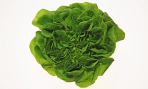 A lettuce