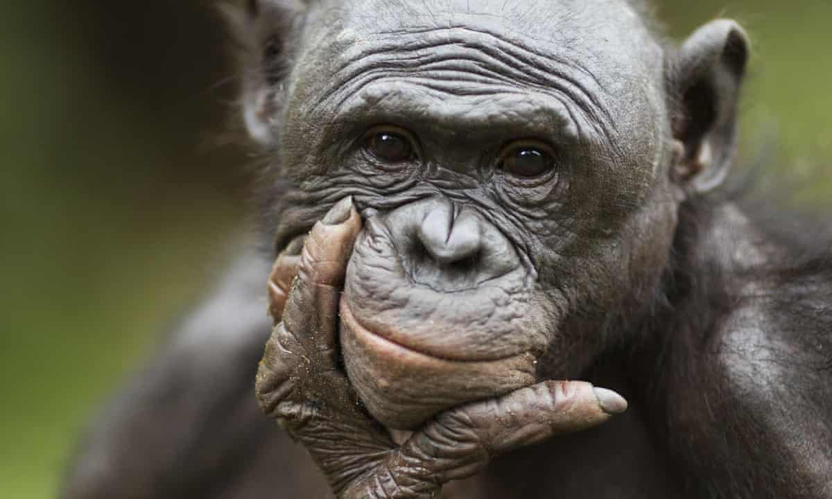 Credit: Photo by Anup Shah and Fiona Rogers / Rex