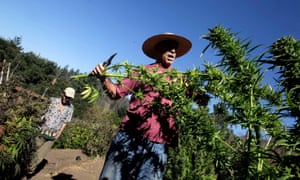 A California marijuana farmer cuts branches from a plant