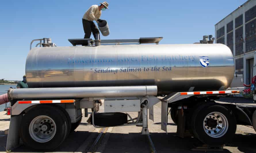 California Fish and Wildlife staff move juvenile chinook salmon that have been transported in trucks from the Nimbus Fish Hatchery in the Central Valley to Mare Island, California.