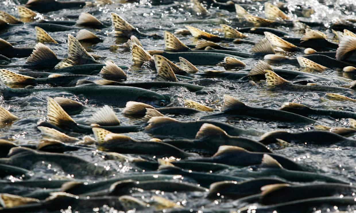 Thousands of pink salmon swim upstream to spawn in Valdez, Alaska. Photograph: Lucas Jackson/Reuters