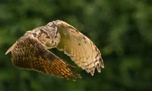 Male Eurasian Eagle-owl (<em>Bubo bubo</em>) in flight.