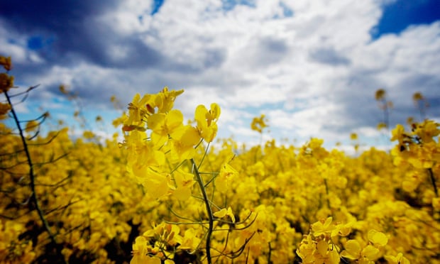 A field of oilseed rape in Perthshire, Scotland.