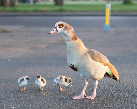 An Egyptian goose and three goslings in London
