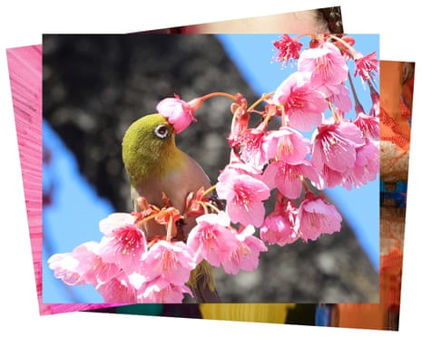 A green-feathered bird perches on a branch of pink cherry blossom