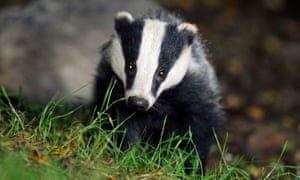 A wild badger