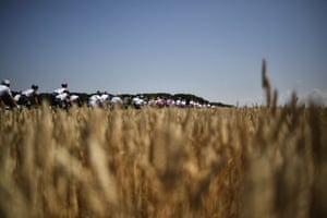The peloton rides past corn fields.
