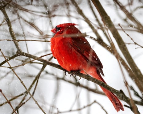 A male northern cardinal during a snowstorm in New York