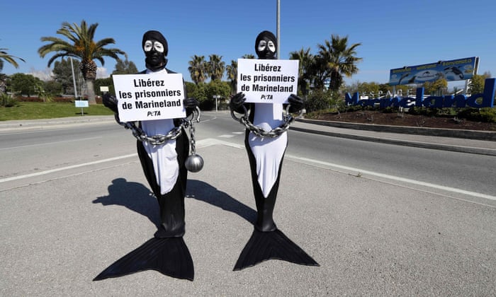 POLL: Should orcas and dolphins be kept in captivity? 5472