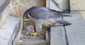 Peregrine falcons