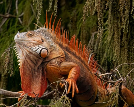 A green iguana in Florida