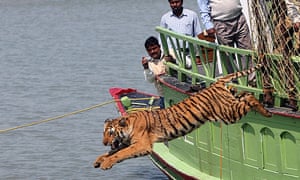 A rescued tiger leaps into a river after being released from a cage in the Sunderbans on the border of India and Bangladesh.