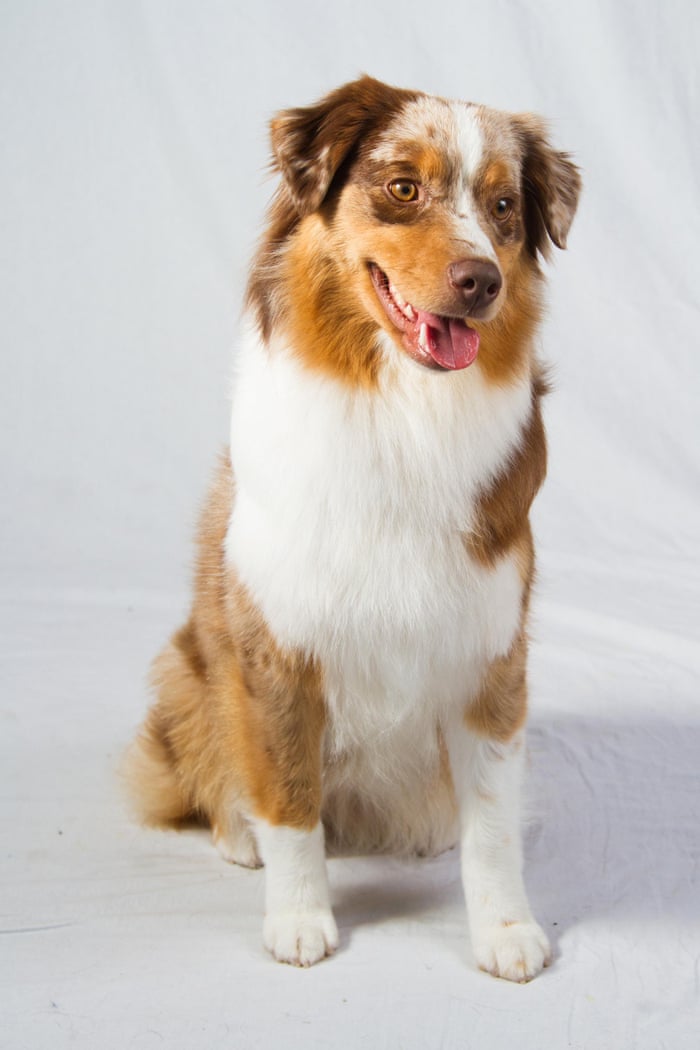 akc breeds akc breeds of dogs images akc breeds akc breeds of dogs images