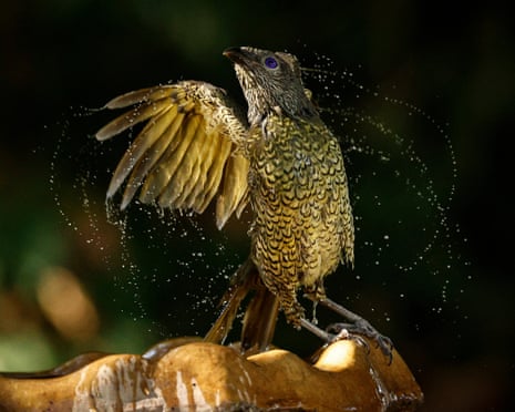 A satin bowerbird cools down at a birdbath in New South Wales, Australia