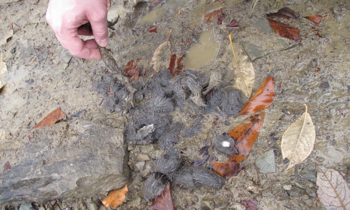 On the trail of the wolf, Europe’s much maligned and misunderstood predator 3648