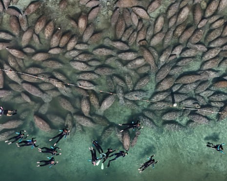 Snorkelling tourists and manatees in Florida