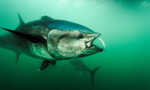 An Atlantic bluefin tuna feeds in the waters of Canada’s Gulf of Saint Lawrence.