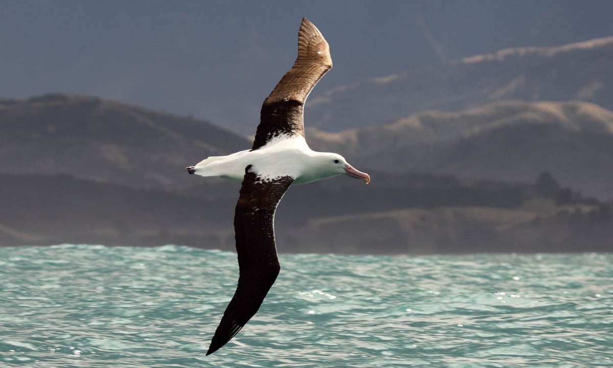 Industrial fishing ushers the albatross closer to extinction, say researchers | Birds | The Guardian