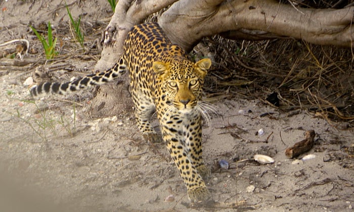 POLL: Should leopards be culled to protect endangered penguins? 2738