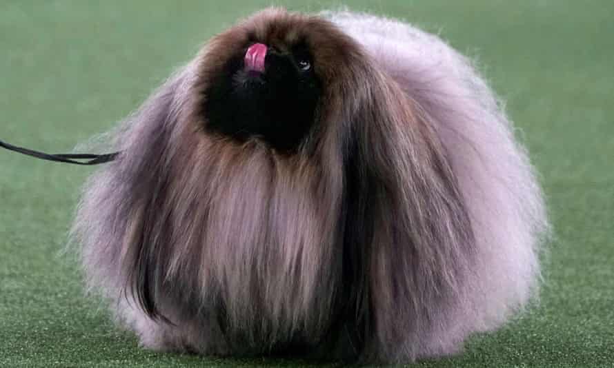 Wasabi sticks out during the judging process before winning the best show at the Westminster Kennel Club dog show in Tarrytown, NY on Sunday.