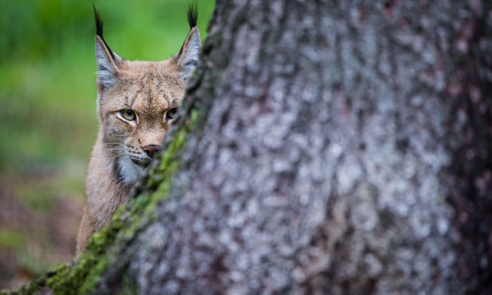 Campaigners seek to reintroduce Eurasian lynx to parts of Britain 7360