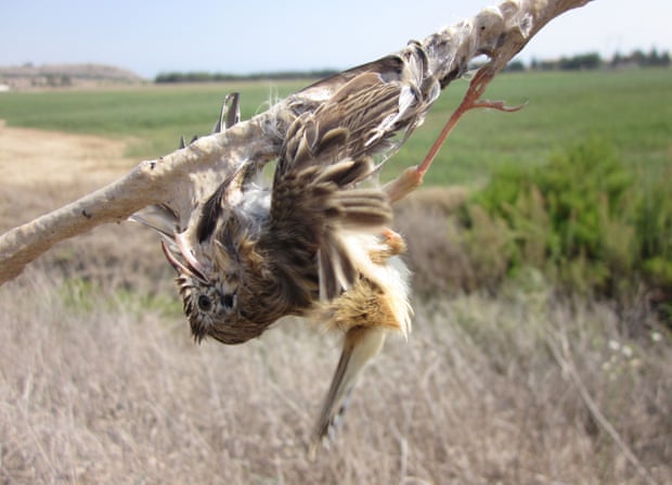 25 million songbirds slaughtered each year in the Mediterranean 3500
