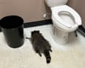 a drunk raccoon is passed out in a bathroom