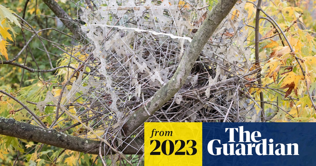Crows and magpies using anti-bird spikes to build nests, researchers find