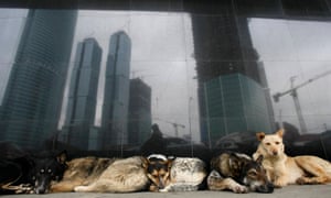 俄罗斯是否会在世界杯之前杀死流浪狗?