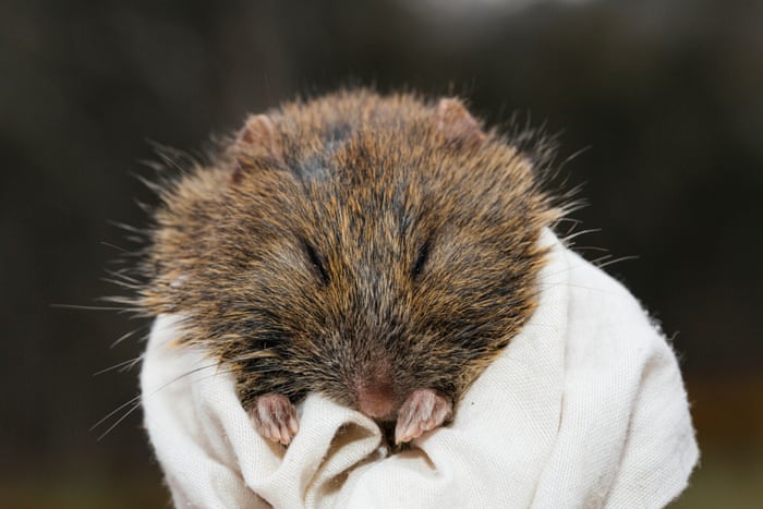 File photo of a broad-toothed rat