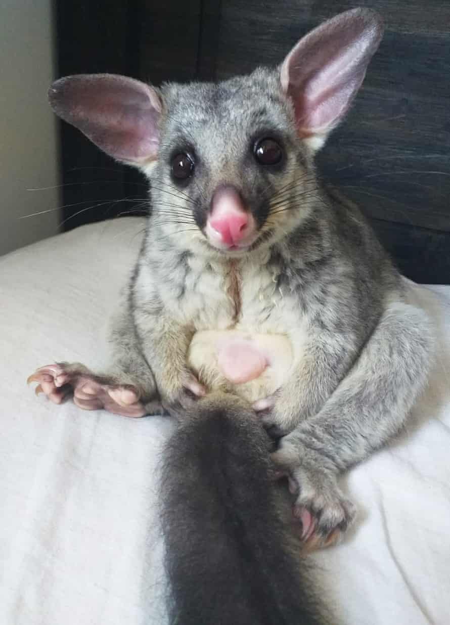 Eddie the possum. Emily Major says the hatred directed at possums in New Zealand doesn’t actually have much to do with the animals.