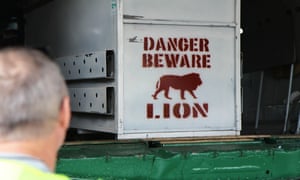 A plane containing seven lions transported from South Africa arrives in Kigali airport