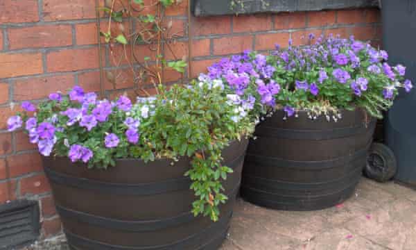 A front garden in Salford, Greater Manchester, where RHS researchers introduced plants into bare front yards to test their impact.