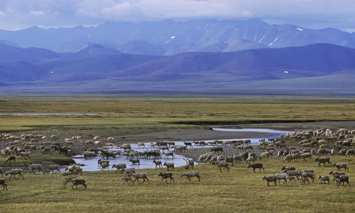 Porcupine caribou cross the Turner river in the Arctic national wildlife refuge during summer. Photograph: Rex/Shutterstock