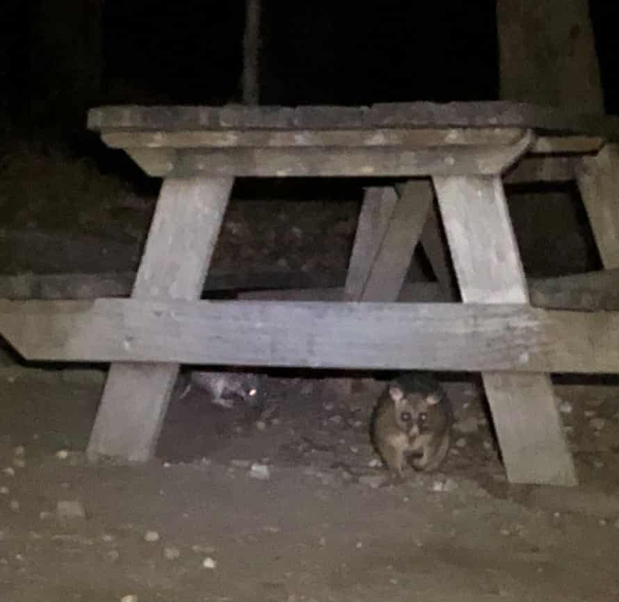 Shine your eyes from bandicoots and brushtail possums under the park bench