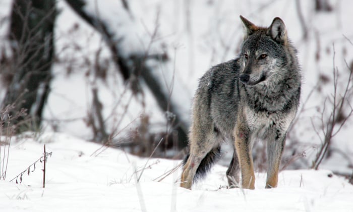 On the trail of the wolf, Europe’s much maligned and misunderstood predator 5216