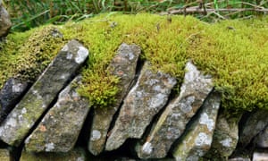 A dry stone wall, capped with mats of moss, in a lane near Glossop.