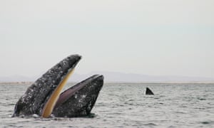 gray whale (Eschrichtius robustus, Eschrichtius gibbosus), spyhopping, Mexico, Baja California, San Ignacio Lagoon