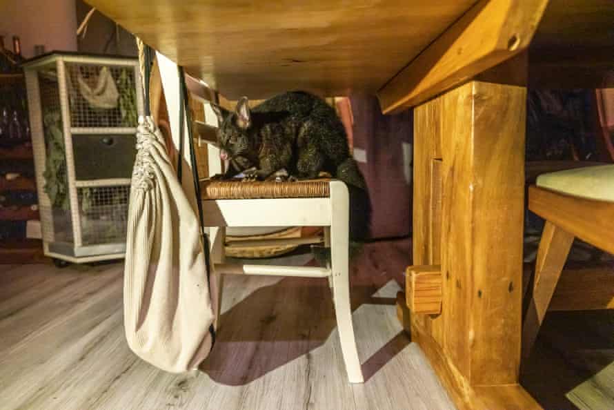 Maurice the pet Possum in the living area of his home in Loburn , North Canterbury, New Zealand. Maurice has been a family pet for a year and a half and was around 5 months old when he was taken in by the family. He sleeps in a lined box in the top of Mary Little’s wardrobe in her bedroom. 7th June 2021 Photo: Peter Meecham/The Guardian