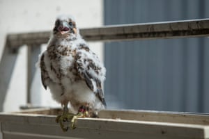 14/06/2015 A peregrine falcon nest diary in Chicago: from brooding to hatching and now fledging.