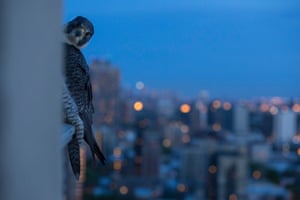 13/05/2015 Chicago is situated on major migrant flyway, so a steady stream of prey is present for the peregrines.