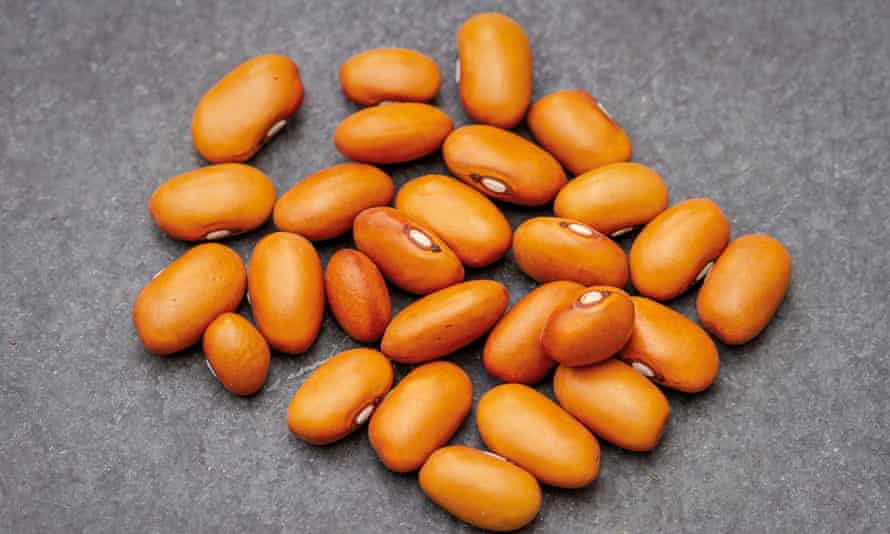 brown dutch beans