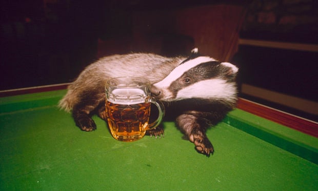 Teka supping from a pint in Gloucestershire