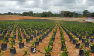 A Golden Veroleum Liberia (GVL) plantation in Liberia.