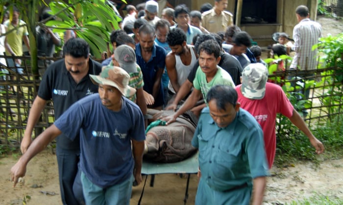 Wildlife workers rescue six baby rhinos from flooding in India 3000