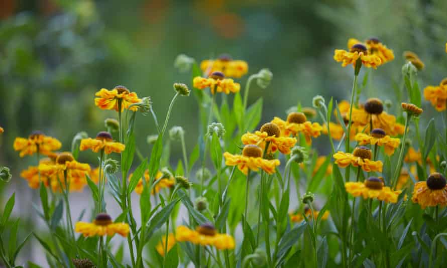 Helenium ‘Sahin’s Early Flowerer’’
