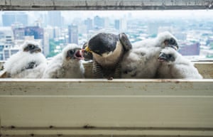 09/06/2015 They hatched in the flower pot but eventually had to jump out on to the balcony as they were too large.