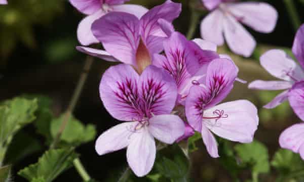 Pelargoniums.