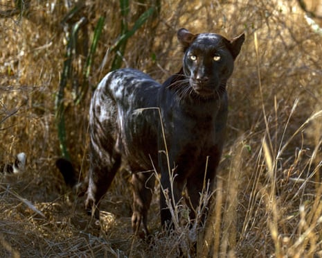 A rare black leopard in Kenya